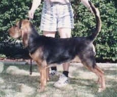 Right Profile - Misty the Bloodhound puppy standing in front of her owner and a bush, while the owner is holding her head and tail up