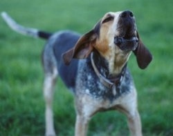 Close Up - Hannah the black, tan, gray and white ticked English Coonhound is in the middle of a bark