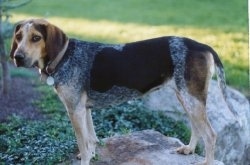 Hannah the black, tan, gray and white ticked English Coonhound is standing on a rock and there is a small tree next to her