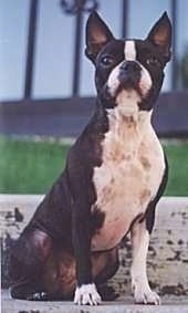 Emily the Boston Terrier sitting outside on a wooden bench and looking up