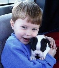 Close up - A boy in a blue sweatshirt is sitting in the backseat of a car and he has a black and white Boston Terrier puppy in his arms.
