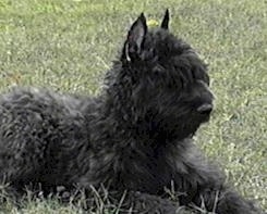 Windmolen's Indigo Blue the Bouvier des Flandres laying down outside in the grass