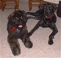 Logan and Zena the Bouvier des Flandres laying on a carpet with wooden chairs behind them