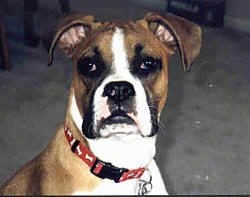 Close Up head shot - Callie the Boxer looking at the camera holder