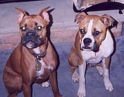Sugar and Sullivan the Boxers sitting on carpet and looking at the camera holder