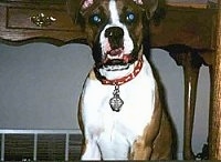 Callie the Boxer sitting in front of a table with her mouth open