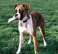 Callie the Boxer standing outside with a toy in her mouth