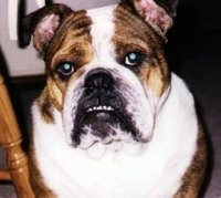 Close Up head shot - Mack the English Bulldog sitting next to a chair