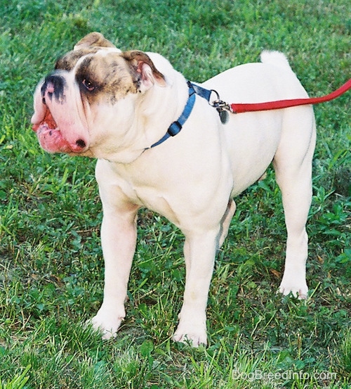 Spike the BUlldog Barking outside in the grass