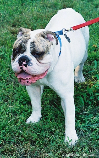 Spike the Bulldog standing outside with its mouth open and tongue out