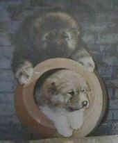 One Caucasian Ovtcharka Puppy is on top of a barrel. Another Caucasian Ovtcharka Puppy is laying in the barrel