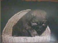 Caucasian Ovtcharka Puppy is sitting in a wicker basket