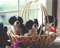 Three Cavalier King Charles Spaniel Puppies are sitting in a wicker basket that was placed on a window sill