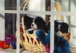 Three Cavalier King Charles Spaniel Puppies are sitting in a wicker basket and looking out of a window