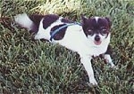 Cookie the black and white Chihuahua dog is laying outside in grass. Its mouth is open and its tongue is out