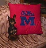 Sadie the Chihuahua is sitting in front of a red and blue Ole Miss pillow