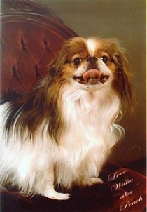 A white with tan Japanese Chin is sitting in a fancy chair. Its mouth is open and tongue is curled out and up.