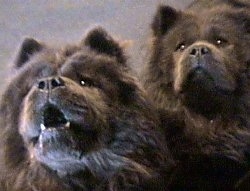 Two Black Chow Chows are looking up. Bear the Chow Chow has his mouth open with teeth showing and Ben Ling is looking wise