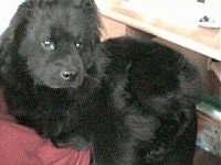 Nux the Chow Chow Puppy is laying on a red pillow and looking at the camera from the corner of his eye