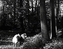 Axl the Chow Chow is standing in a wooded area and looking to the right