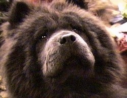 Close Up - A black Chow Chows face. It is looking up