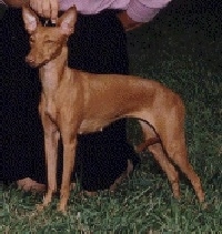 A Cirneco Dell'Etna dog is standing outside being posed by a person.