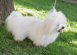 Louxor de Domaine la Rouviere the Coton De Tulear puppy is posing outside under the shade of a tree