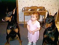 Shania and Argyle the Doberman Pinschers are sitting on the sides of a toddler named Michaela in a house. There is a double sided dog food dish rack behind them.