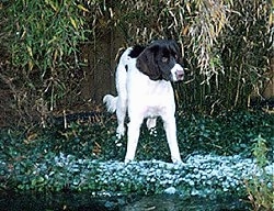 A Drentse Patrijshond is standing outside in a yard. There is a wooden fence behind with a weeping willow tree hanging down around it