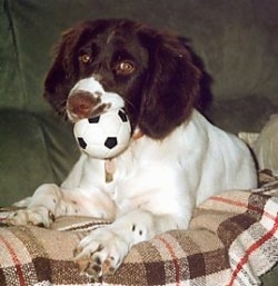 A brown and white Drentse Patrijshond is laying on a plaid blanket and on a couch. There is a toy soccer ball in its mouth