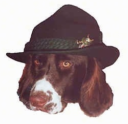 Head shot on a white background of a Drentse Patrijshond dog wearing a hat