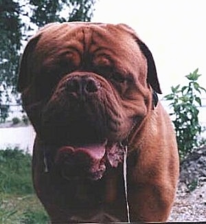 Close Up - Donar the orange Dogue de Bordeaux is standing outside and a very long string of drool is hanging down from his mouth past his chest out of the camera view.