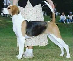 English Foxhounds