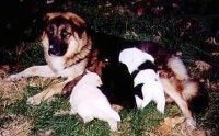 Sadie and her puppies