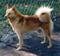 A golden-red Finnish Spitz is standing in dirt in front of a tall chain link fence