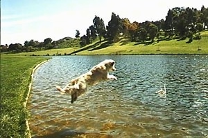 Tess the Golden Retriever is high in the air jumping into a pond. There is a Swan swimming in it.