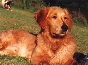 Close Up - A red Golden Retriever is laying in a grassy field