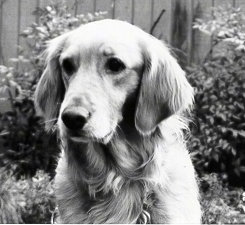 Upper body shot - A black and white photo of a Golden Retriever who is sitting in a yard.