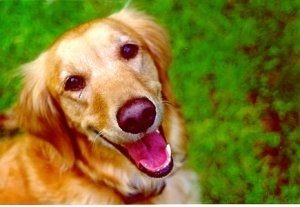 Close Up - A smiling Golden Retriever is looking up with its mouth open and green bushes behind it.
