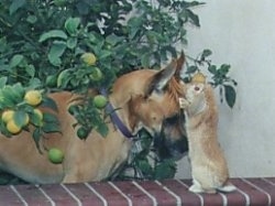 A tan Great Dane is standing under a tree and there is a kitten on top of a brick wall with its front paws on top of the dog's head.