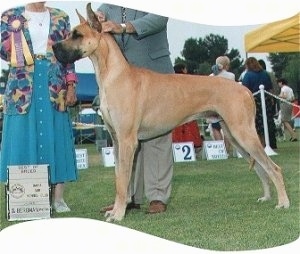 A tan Great Dane is standing in grass at a dog show with a lady holding a ribbon behind it and the handler holding the dog's head up.
