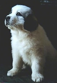 A white with black Great Pyrenees is sitting on a rug and it is looking up and to the left