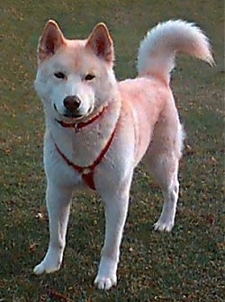 The front left side of a tan and white Japanese Ainu that is standing on grass with a red harness on
