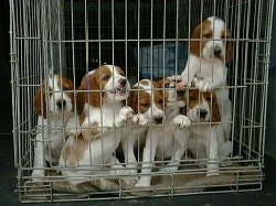 A litter of white with red Irish Setter puppies inside of a pen