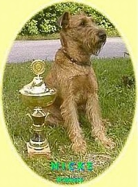 An Irish Terrier puppy is sitting in grass next to a trophy
