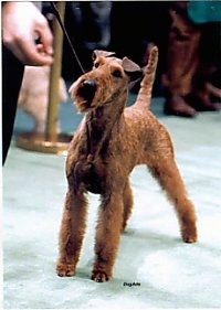 A brown Irish Terrier is standing on a green carpet at a dog show with a person in front of it holding its lead.