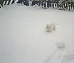 A Japanese Spitz is standing in deep snow out in a yard with a wooden fence behind it.