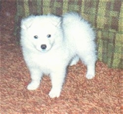 A small Japanese Spitz Puppy is standing next to a tan plaid couch
