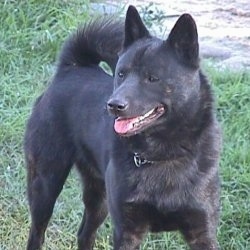 A black Kai Ken is standing in grass. Its mouth is open and its tongue is showing.