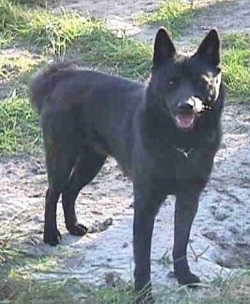 A black Kai Ken is standing in patchy grass in sand. Its mouth is open, it looks like it is smiling